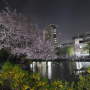 [인하대] 벚꽃 데이트 :: 밤, 야경