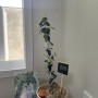 우리집 식물 성장기_(극락조, 마오리 소포라, 올리브나무 잎떨굼/물 주기/통풍)