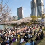 석촌호수 벚꽃 & 서울놀이마당 개방