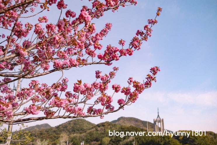 부산민주공원 겹벚꽃 나들이