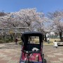 [아띠인력거 X 벚꽃투어] 아띠인력거의 2022년 4월 벚꽃투어 후기