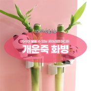 개운죽화병) 공기정화식물 인테리어소품 추천 feat. 네모네