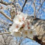 충북 영동 벚꽃명소