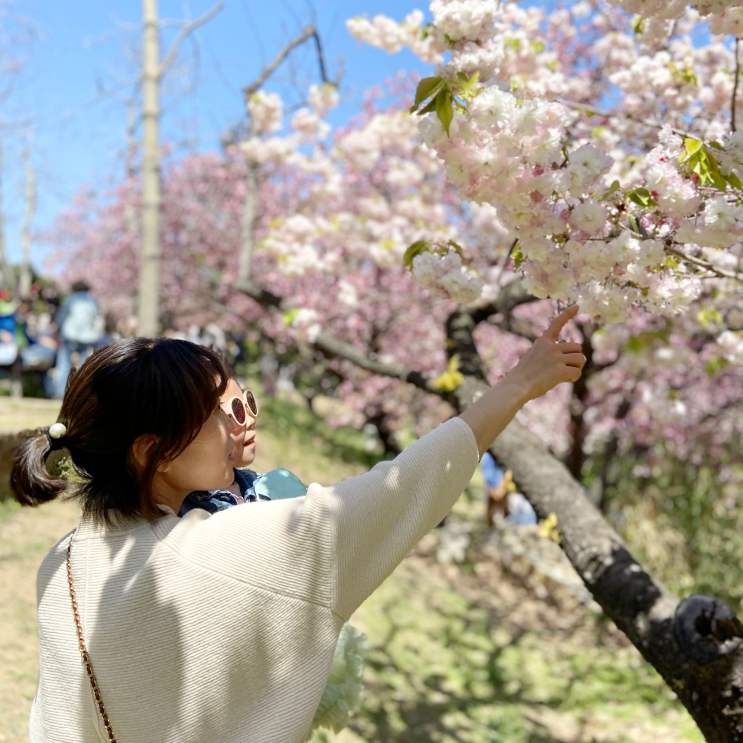 겹벚꽃 명소 부산 민주공원 4월 아기랑 갈만한곳