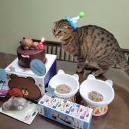 고양이 생일 축하 케이크 만들기