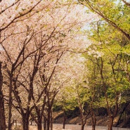 경주 명활성숲머리길 겹벚꽃