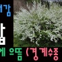 봄에 존재감 조팝 관목중 으뜸 경계수종 생울타리 (영상)