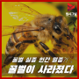 [TS PRIME] 꿀벌이 사라졌다 꿀벌 실종 스마트팜 관련주