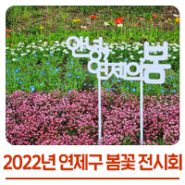 2022년 연제구 온천천 봄꽃 전시회
