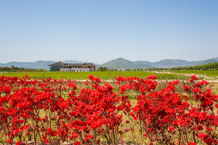 경주 유적지 황룡사지 경주 분황사 청보리밭 당간지주