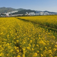 대저생태공원 유채꽃구경 / 꽃구경 부산꽃놀이 김해유채꽃