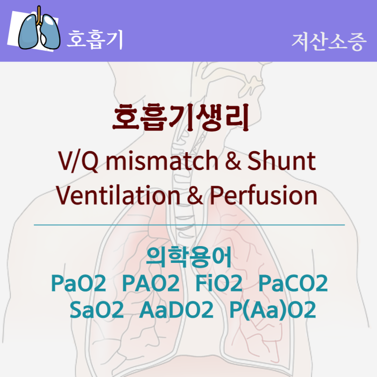 호흡기 생리와 Ventilation, Perfusion, V/Q mismatch, shunt의 이해 (의학용어 PaO2 ...