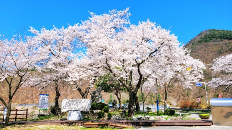 <어르신 나들이> 금강 로하스 대청공원 - 벚꽃 나들이