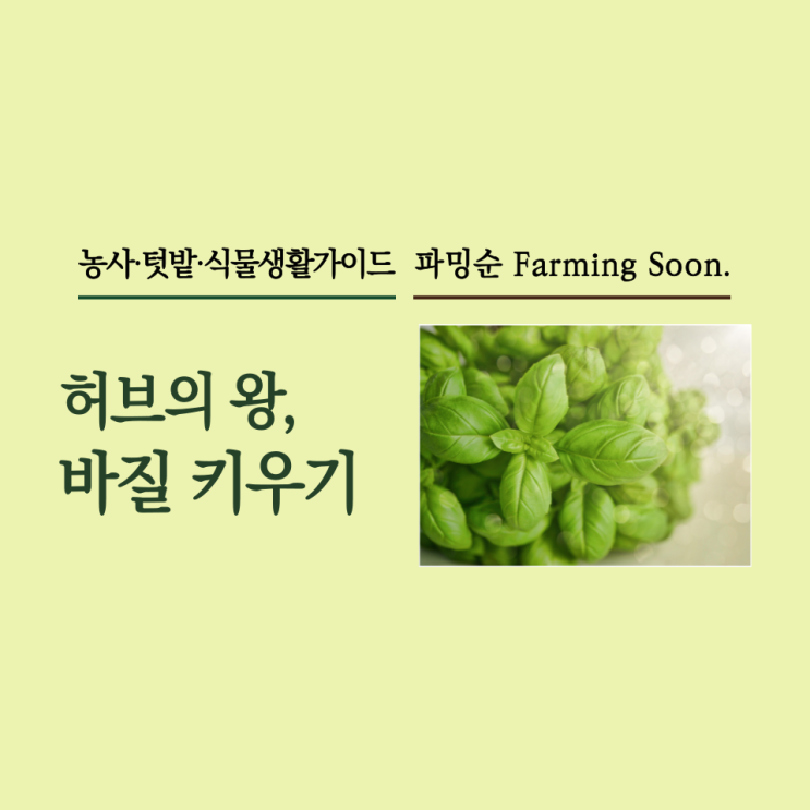 대표 허브,바질 키우기 / 스위트바질 레몬바질 다이소바질 : 네이버 블로그