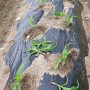 옥수수심기 심는시기 찰옥수수 파종방법