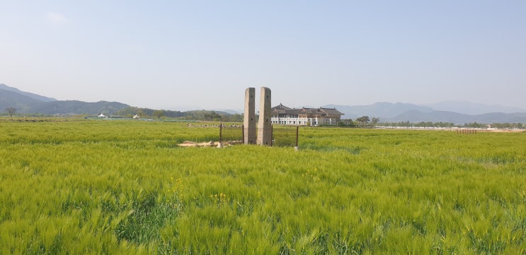 [경북 경주] 경주 가볼 만한 곳, 경주 분황사 & 황룡사지 청보리밭