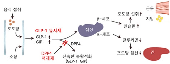 glp-1 기전 Glucagon like peptide-1 (GLP-1) 수용체 작용제 : 네이버 블로그