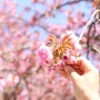 [경북 경주] 불국사 겹벚꽃 핀 봄날의 경주 여행