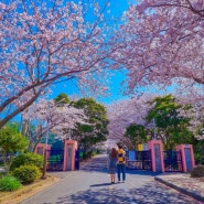 제주 벚꽃 명소 애월고등학교 사진찍기 좋은 여행지 추천