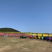 제주 가볼만한곳 유채꽃 튤립 명소 보롬왓 아기와 함께 꽃구경 실컷