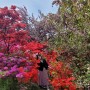 3년 만에 재개장한 완산칠봉꽃동산, 겹벚꽃과 철쭉