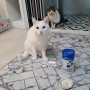 종근당바이오 라비벳 고양이 구강 유산균으로 구강과 장건강을 한번에 케어하기 :)