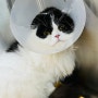 고양이 요로결석 수술 후기 인천24시 동물병원 입원 기간 비용 포함