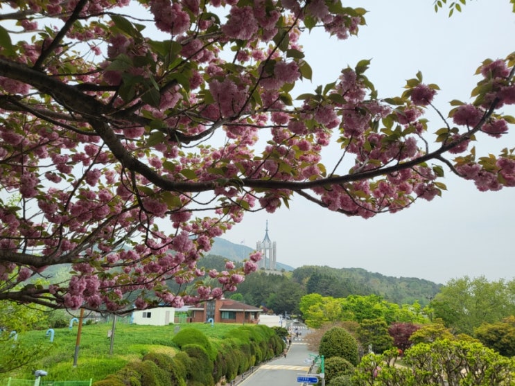 [부산 여행] 슬쩍 지나치듯이 본 내 인생 첫 겹벚꽃 , 부산민주공원