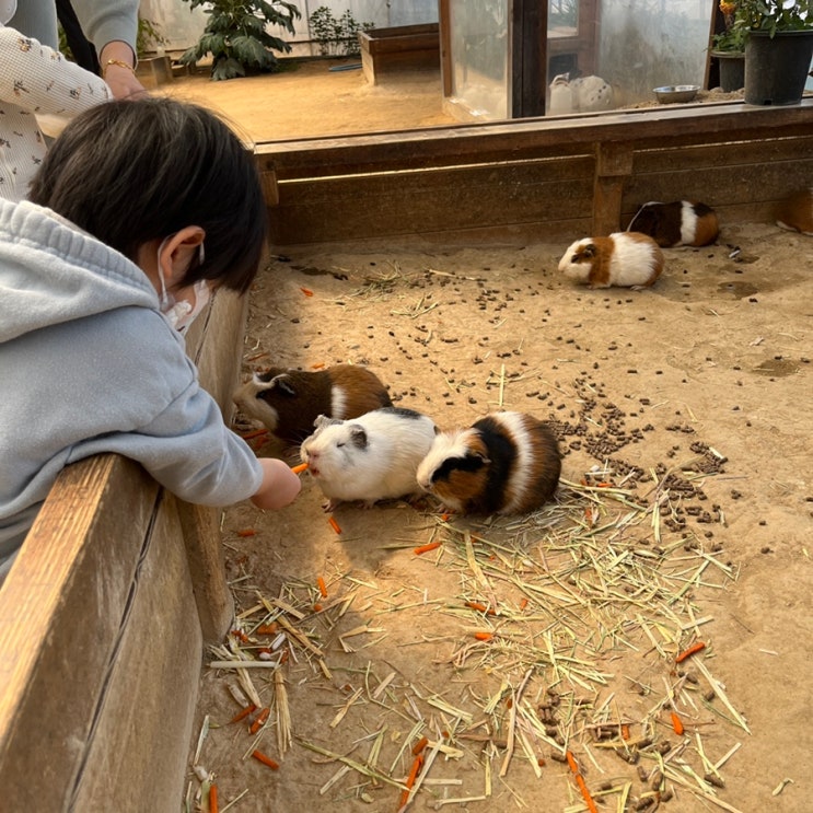 부천 나눔농장 | 동물 먹이주기 체험 | 부천 아기와 가볼만한 곳