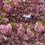 천안 겹벚꽃 명소 각원사로 봄나들이