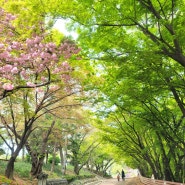 마지막 꽃구경 인천자유공원 겹벚꽃...봄과 여름이 공존하는곳