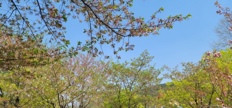 금강로하스 대청공원 대전볼거리 대전여행 대전벚꽃