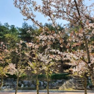 102th[신불산군립공원야영장] 벚꽃엔딩과 함께한 울주 산악영화제 캠핑~^^
