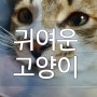 예쁜 고양이 사진 영상 모음