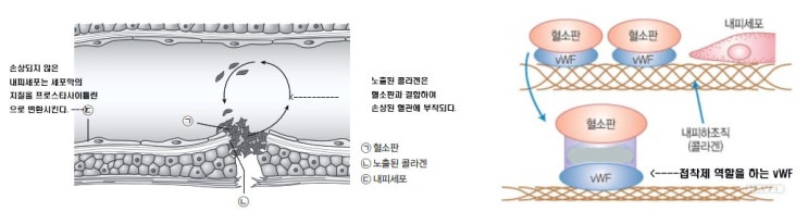 지혈의 과정 분석_EBS 수특 독서 과학 기술13 : 네이버 블로그
