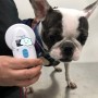 일본 도쿄 공항으로 가는 프렌치불독 강아지 준비 절차 비용 : 반려동물 단두종 일본 입국 출국 수입허가