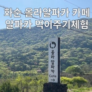 화순카페 올라알파카 아이와가볼만한곳 알파카먹이주기체험