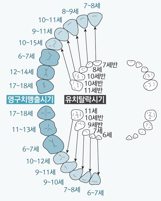 우리 아이 유치 발치 시기, 영구치 맹출 순서, 치아갯수, 주의사항!! : 네이버 블로그