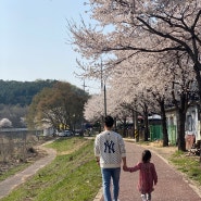 용인 벚꽃 명소 추천 - 경안천 자전거길