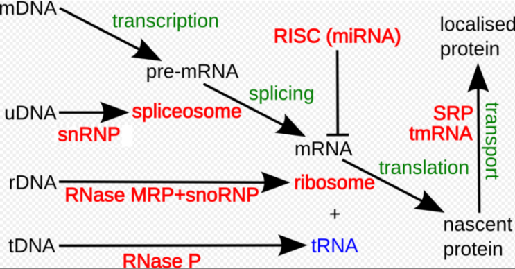 Ribosomal profiling : 네이버 블로그
