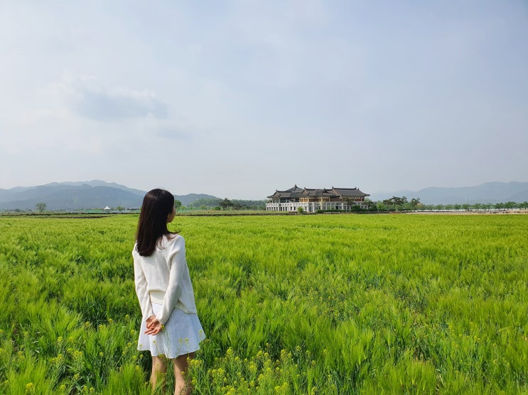 경주 분황사 황룡사지 청보리밭 풍경