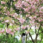인천 삼산동 굴포천 겹벚꽃 명소 ( 주차장 안내)