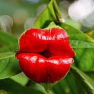 세상 신기한 꽃 모음 : 입술꽃, 원숭이난초..
