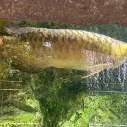열대관의 물고기 아시아아로와나&다트니오