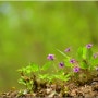 제비꽃 종류 - 잔털제비꽃 제비꽃 태백제비꽃 털제비꽃 흰젖제비꽃 4월에 피는 꽃
