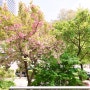 [분당 카페] 프리레인 커피 로스터스 : 겹벚꽃 나무가 있는 정자동 카페