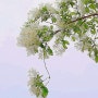 이팝나무꽃