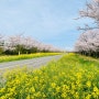 [여행] 제주봄꽃여행 녹산로드라이브 - 2022년04월02일(토)