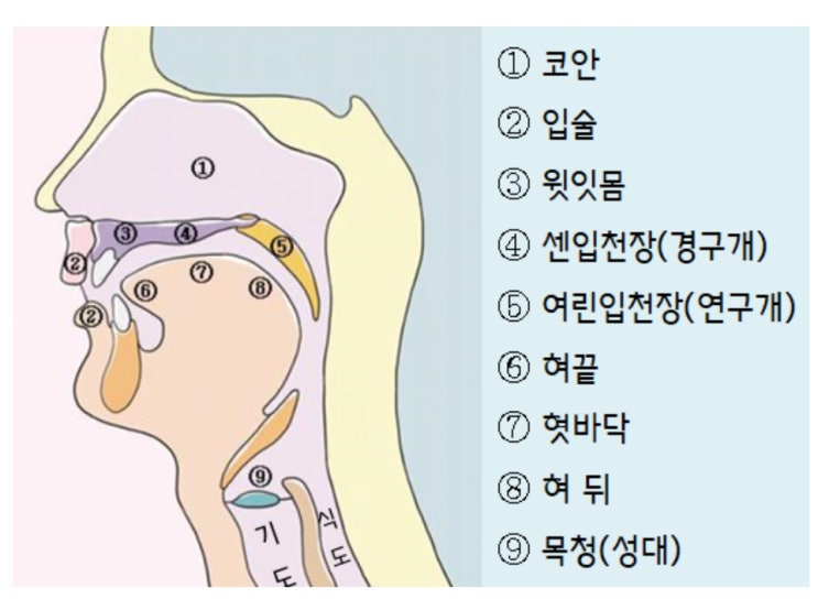 조음위치 조음방법 완벽해설 : 네이버 블로그