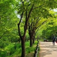 서울숲 산책 꽃 대신 이젠 신록이다 사슴방사장까지 서울 걷기좋은곳